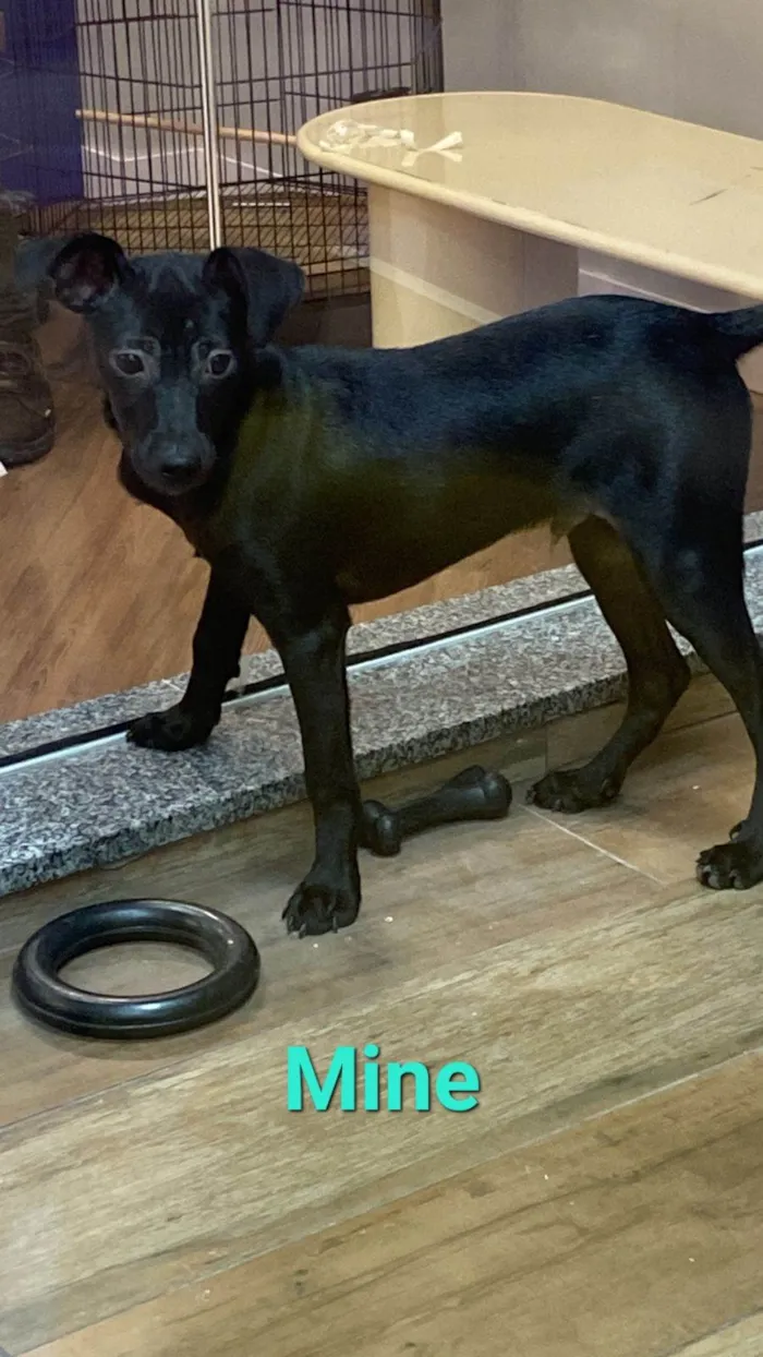 Cachorro ra a SRD idade 2 a 6 meses nome MINE