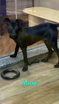 MINE
