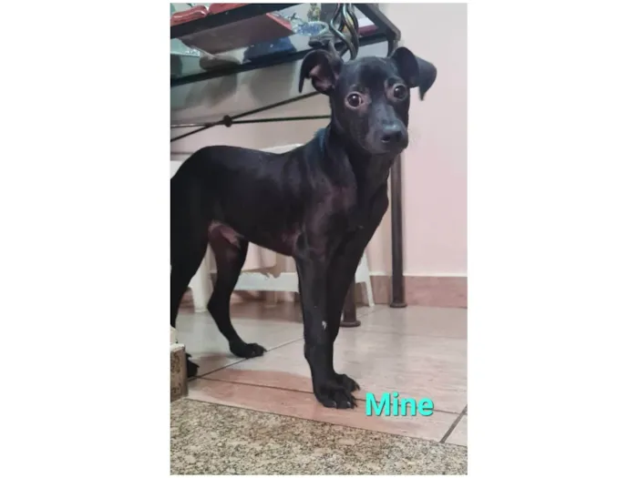 Cachorro ra a SRD idade 2 a 6 meses nome MINE