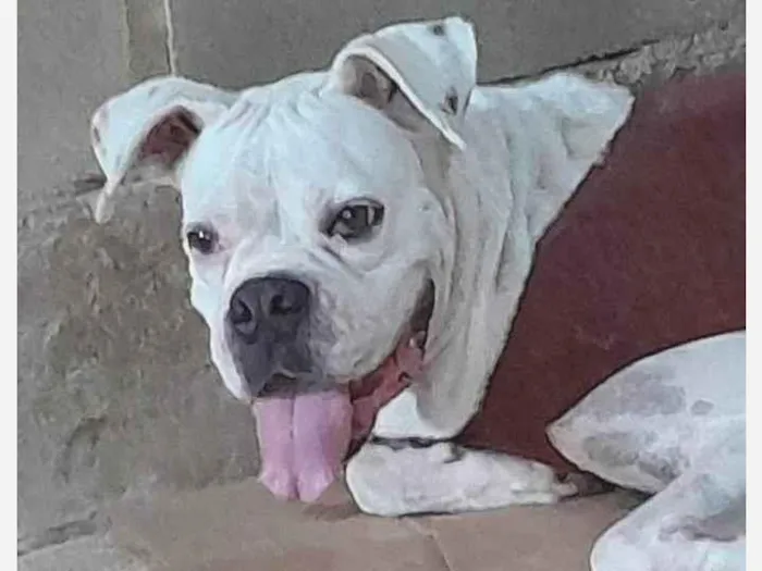 Cachorro ra a Boxer idade 7 a 11 meses nome Dara