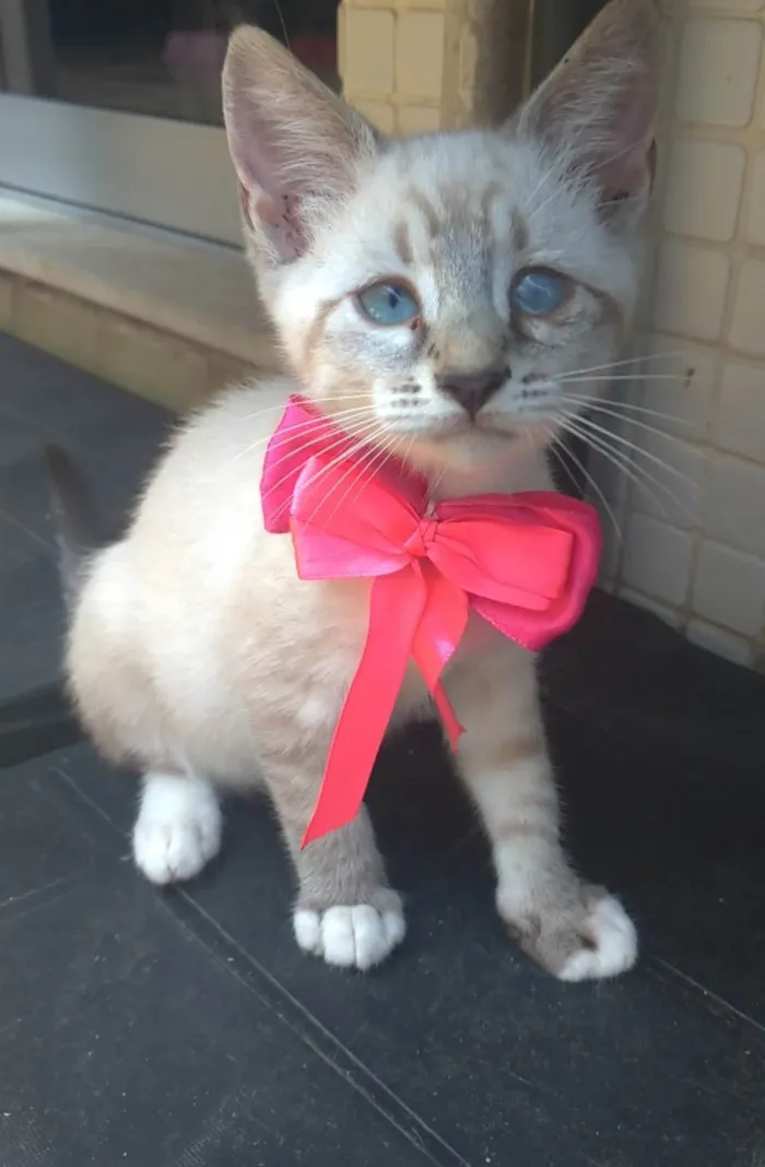 Gato ra a SRD-ViraLata idade 2 a 6 meses nome Tifani