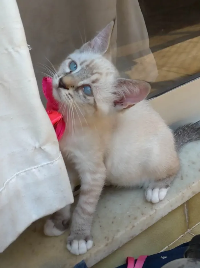 Gato ra a SRD-ViraLata idade 2 a 6 meses nome Tifani