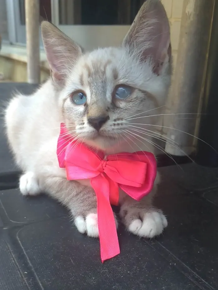 Gato ra a SRD-ViraLata idade 2 a 6 meses nome Tifani