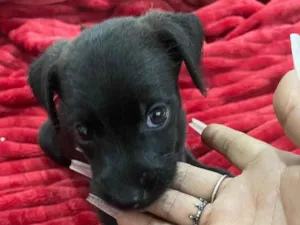 Cachorro raça SRD-ViraLata idade 2 a 6 meses nome K1