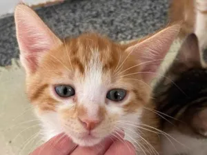 Gato raça Vira lata idade 2 a 6 meses nome Cadinho