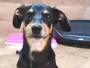 Cachorro raça SRD idade 2 a 6 meses nome LUNA