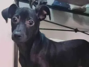 Cachorro raça SRD idade 2 a 6 meses nome MINE