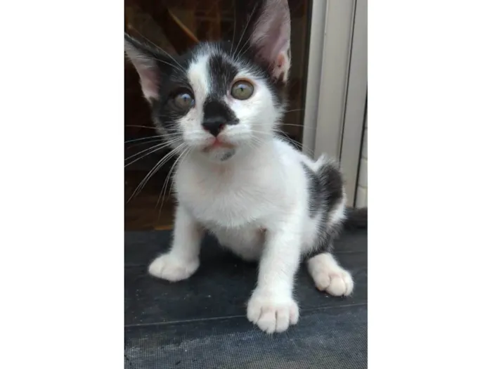Gato ra a srd idade 2 a 6 meses nome TÉO