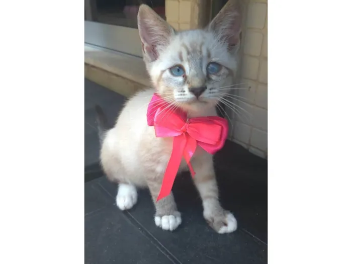 Gato ra a SRD-ViraLata idade 2 a 6 meses nome Tifani