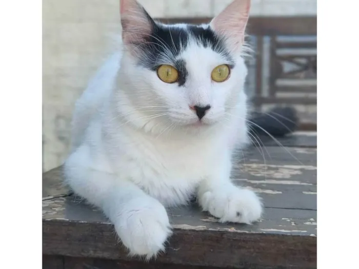 Gato ra a SRD-ViraLata idade 1 ano nome Safira