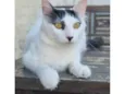 Safira