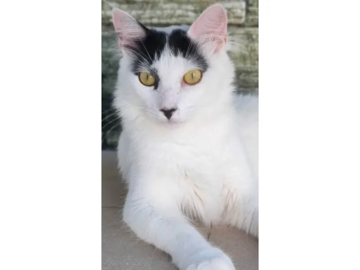 Gato ra a SRD-ViraLata idade 1 ano nome Safira