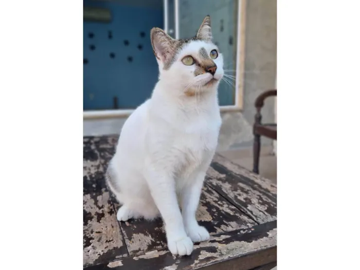 Gato ra a ser idade 2 anos nome ADAM