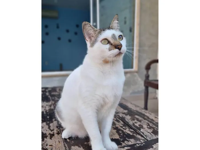 Gato ra a ser idade 2 anos nome ADAM