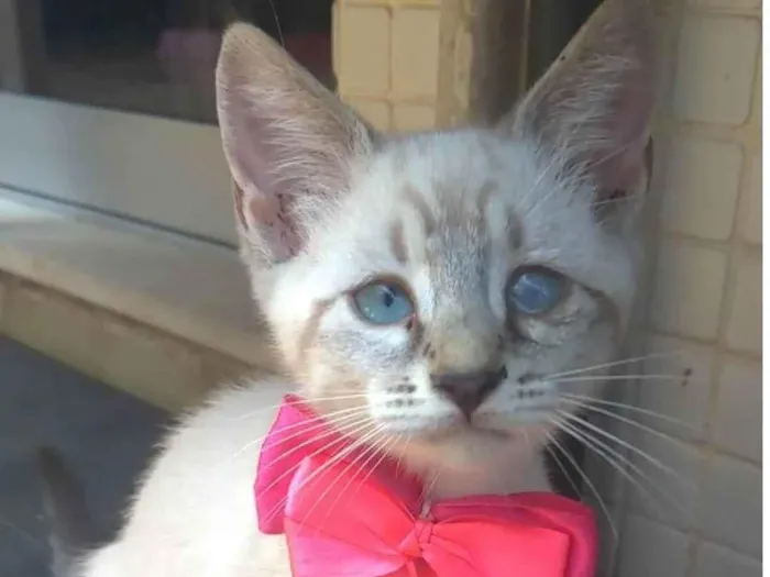 Gato ra a SRD-ViraLata idade 2 a 6 meses nome Tifani