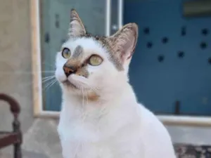 Gato raça ser idade 2 anos nome ADAM