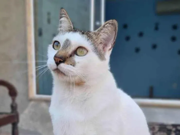 Gato ra a ser idade 2 anos nome ADAM