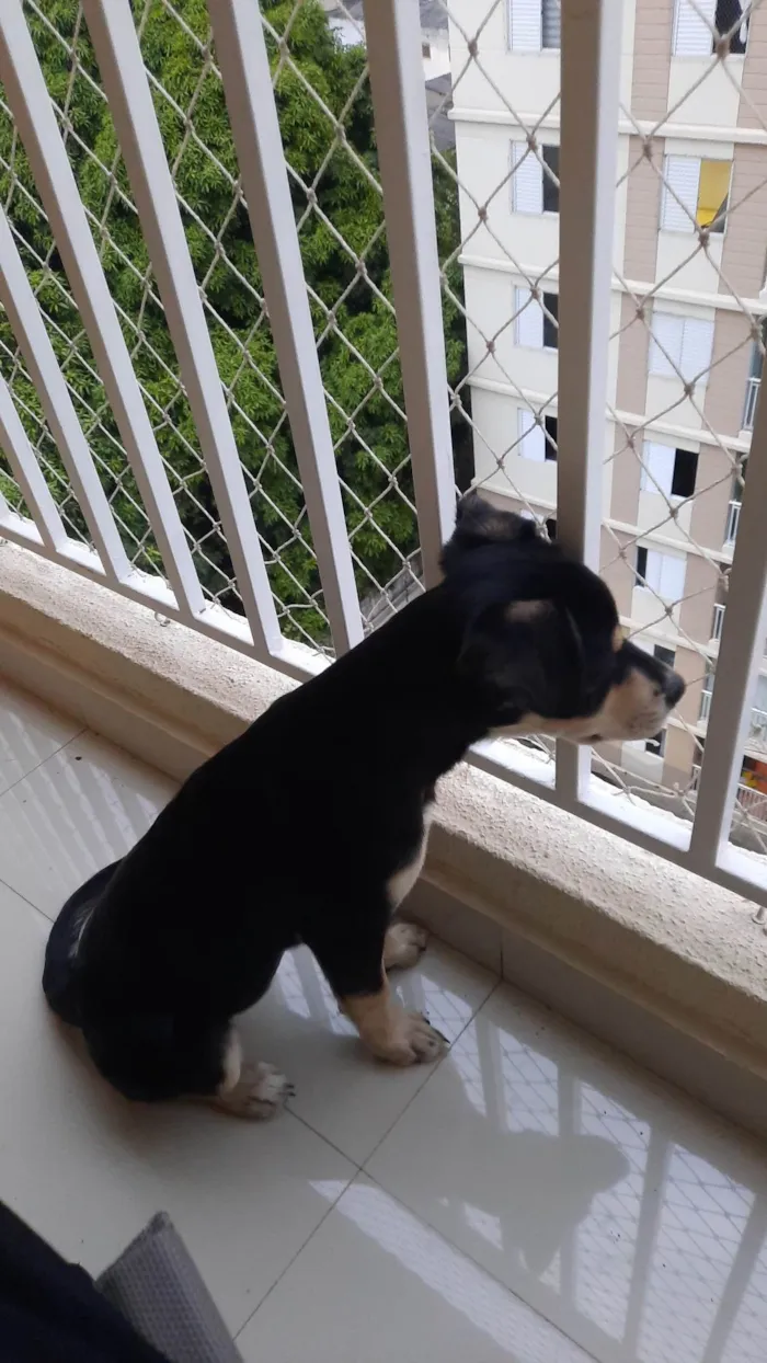 Cachorro ra a SRD-ViraLata idade 2 a 6 meses nome Stella