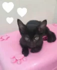 Athena