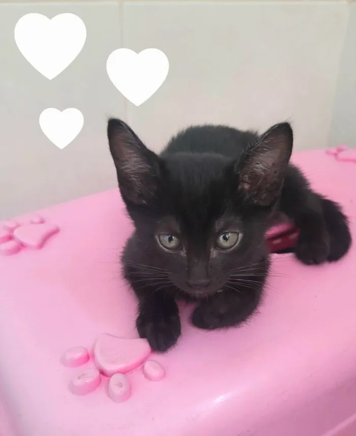 Gato ra a SRD-ViraLata idade Abaixo de 2 meses nome Athena