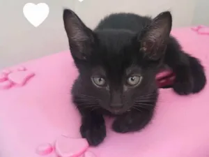 Gato raça SRD-ViraLata idade Abaixo de 2 meses nome Athena