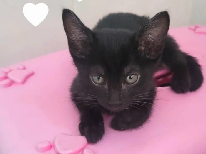 Gato ra a SRD-ViraLata idade Abaixo de 2 meses nome Athena
