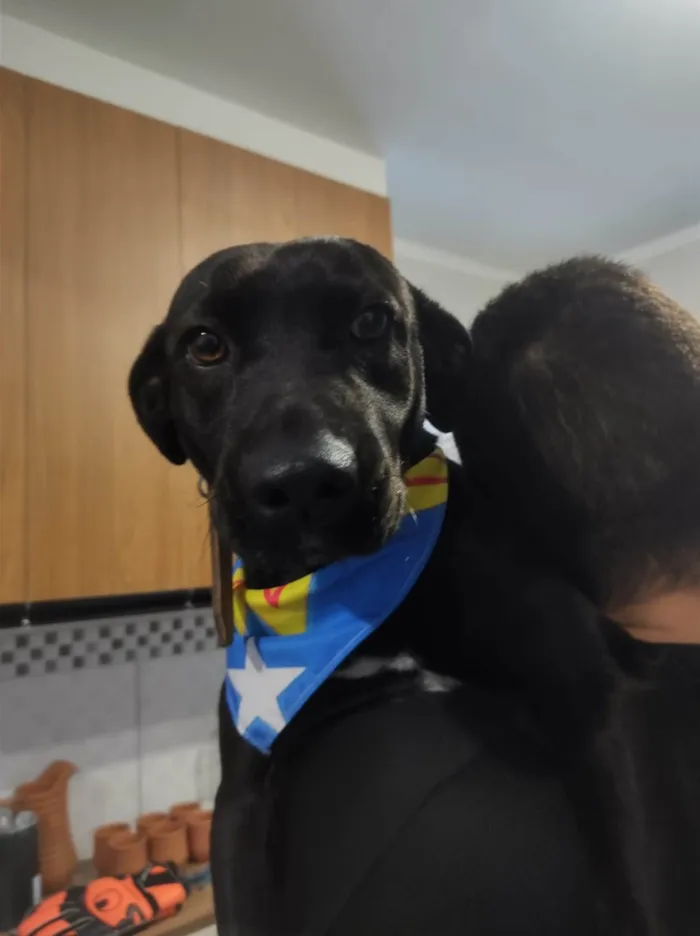 Cachorro ra a SRD-ViraLata idade 3 anos nome Nala