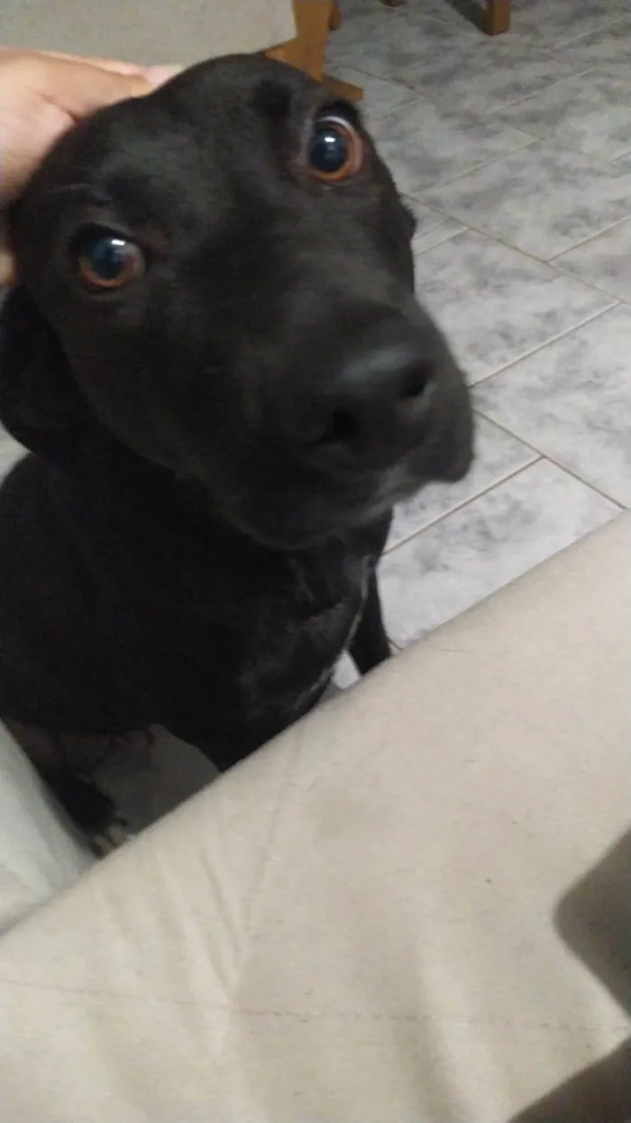 Cachorro ra a SRD-ViraLata idade 3 anos nome Nala