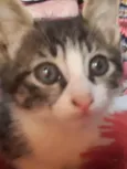 Nina