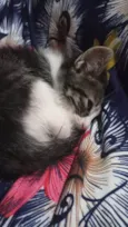 Nina