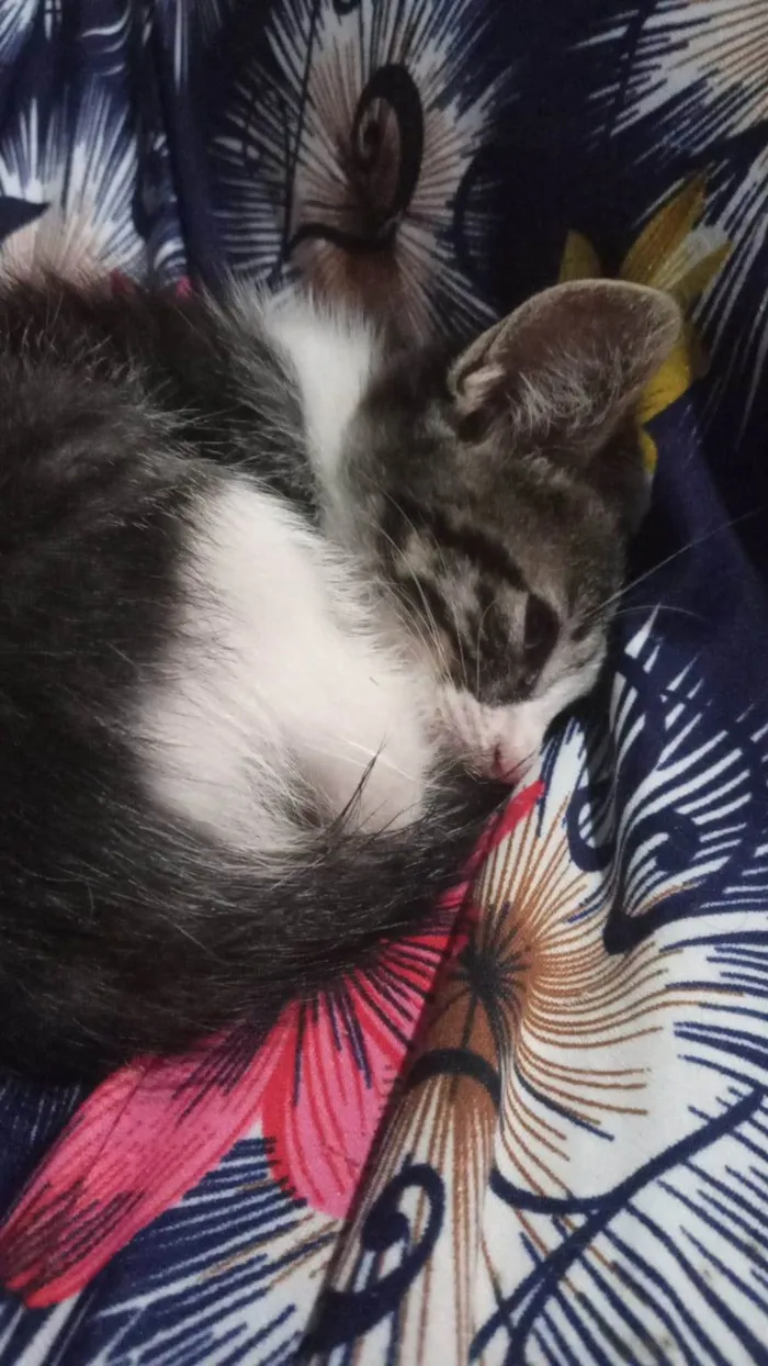 Gato ra a SRD-ViraLata idade 2 a 6 meses nome Nina
