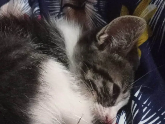Gato ra a SRD-ViraLata idade 2 a 6 meses nome Nina
