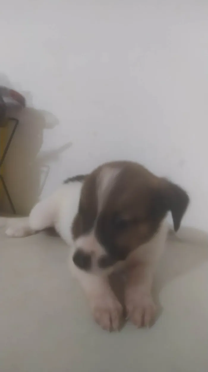 Cachorro ra a ND idade Abaixo de 2 meses nome Bebê 2