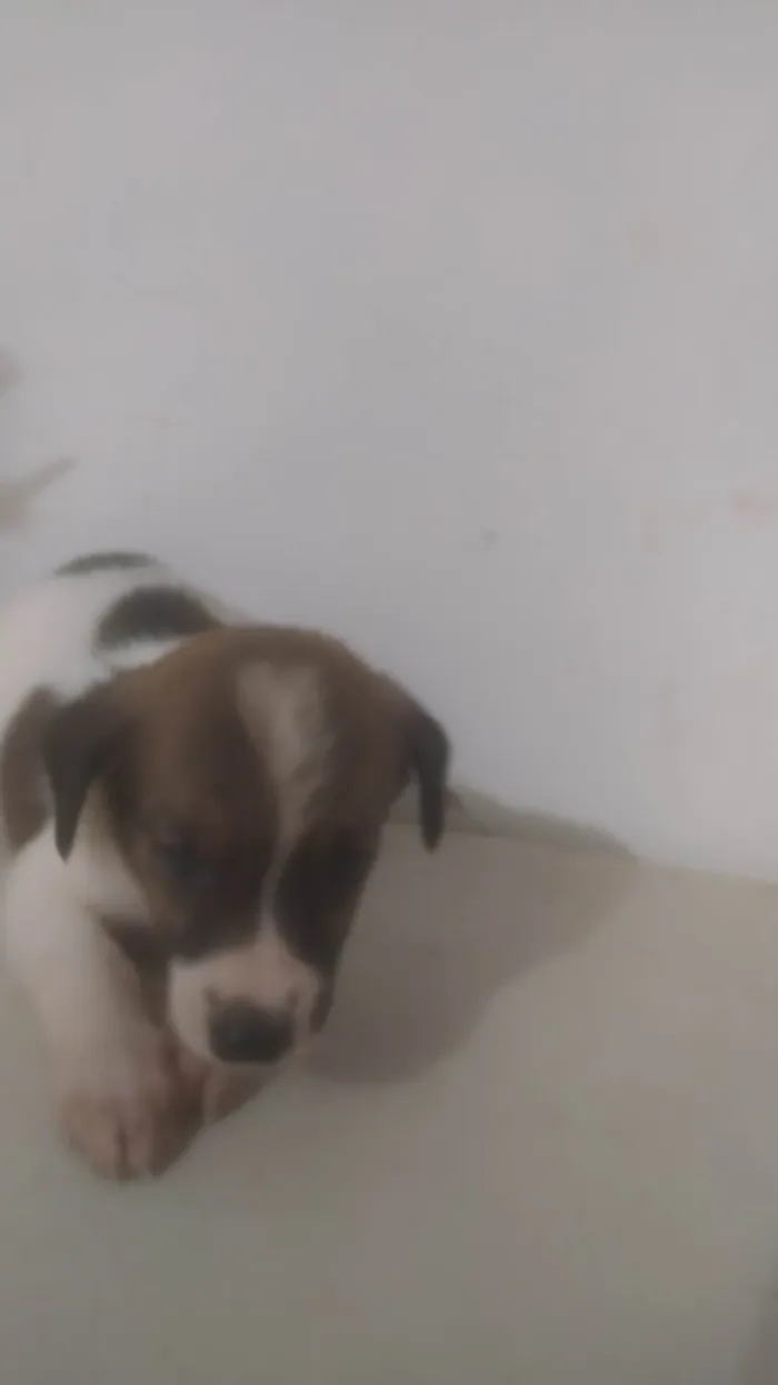 Cachorro ra a ND idade Abaixo de 2 meses nome Bebê 2