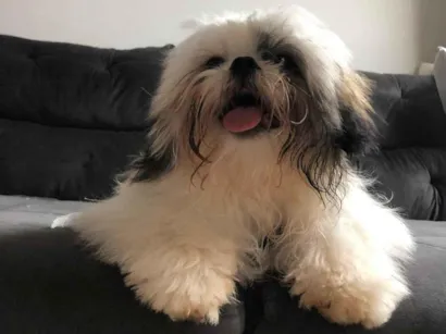 Cachorro raça Shit tzu idade 7 a 11 meses nome Luke