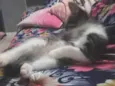 Nina