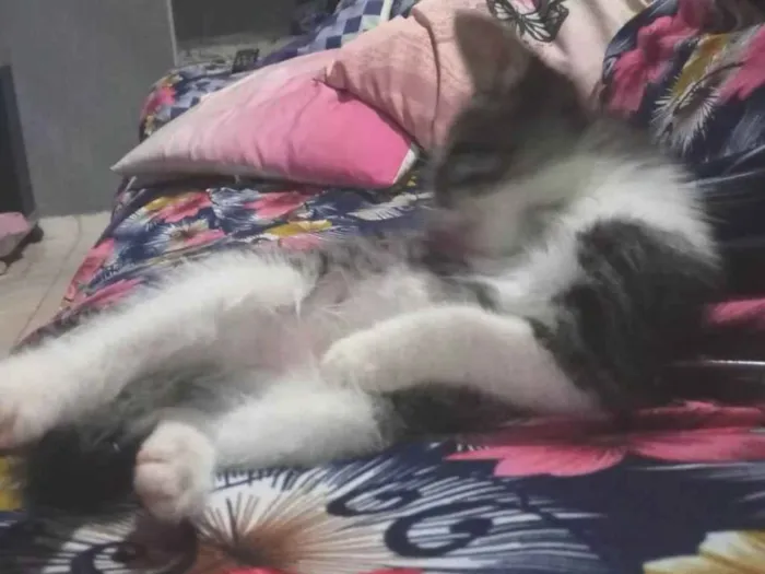 Gato ra a SRD-ViraLata idade 2 a 6 meses nome Nina