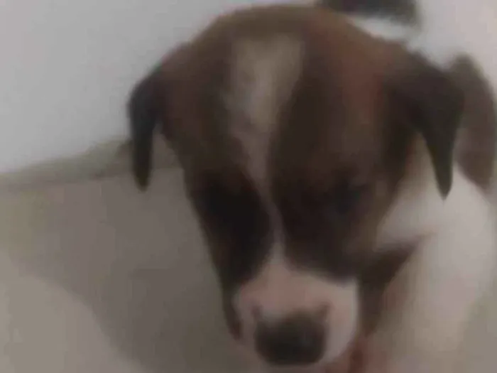 Cachorro ra a ND idade Abaixo de 2 meses nome Bebê 2
