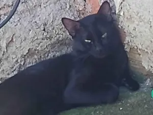 Gato raça Não sei  idade 1 ano nome Zeus