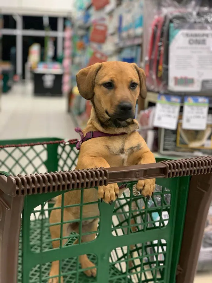 Cachorro ra a SRD-ViraLata idade 1 ano nome JADE