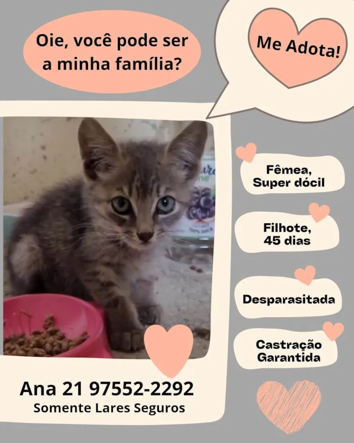 Cachorro ra a  idade 2 a 6 meses nome Teca