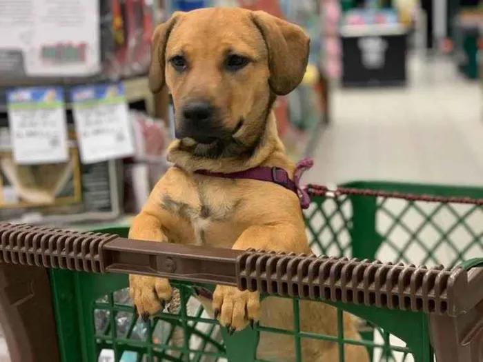 Cachorro ra a SRD-ViraLata idade 1 ano nome JADE