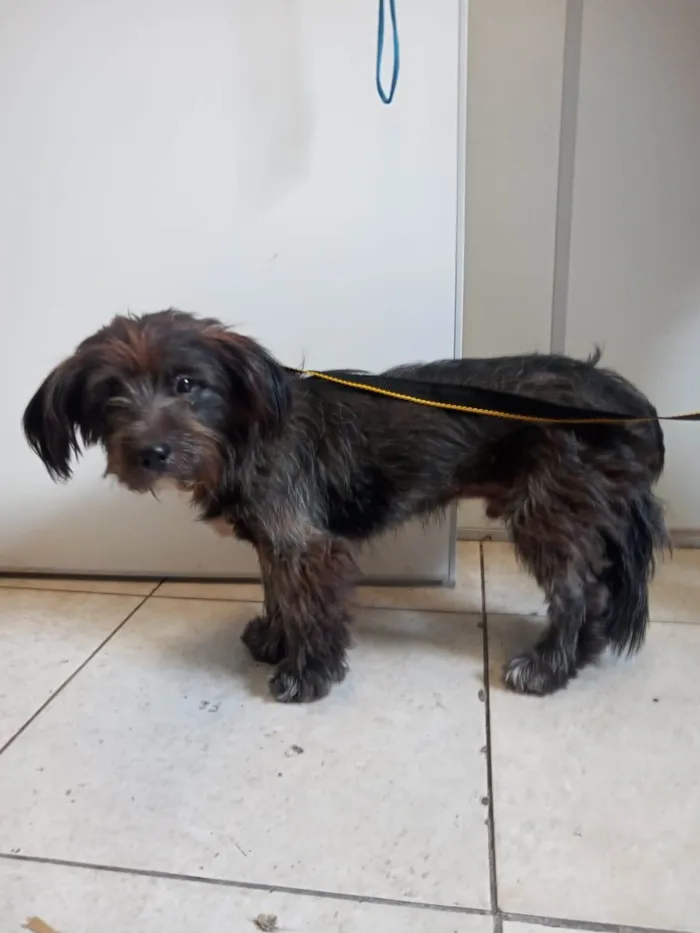 Cachorro ra a  idade 2 a 6 meses nome Teca