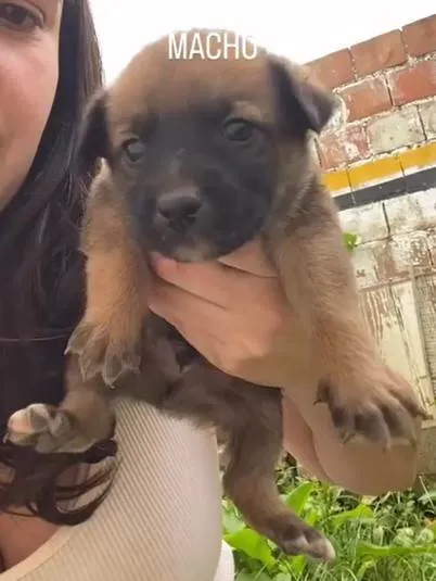 Cachorro ra a SRD-ViraLata idade Abaixo de 2 meses nome Bob