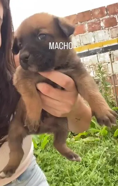 Cachorro ra a SRD-ViraLata idade Abaixo de 2 meses nome Bob