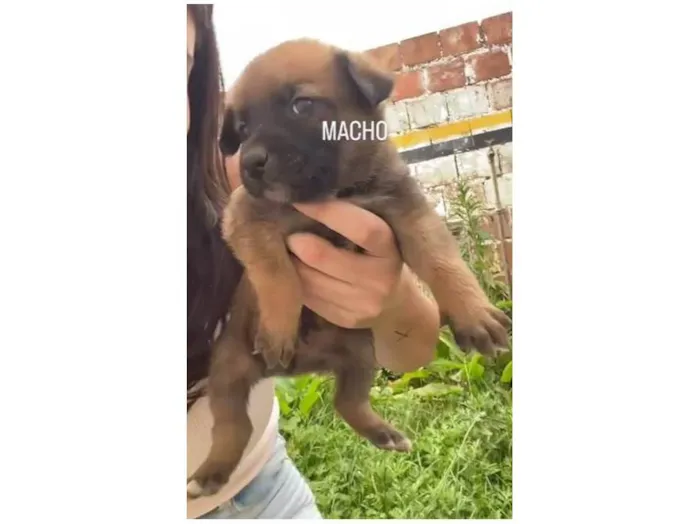 Cachorro ra a SRD-ViraLata idade Abaixo de 2 meses nome Bob