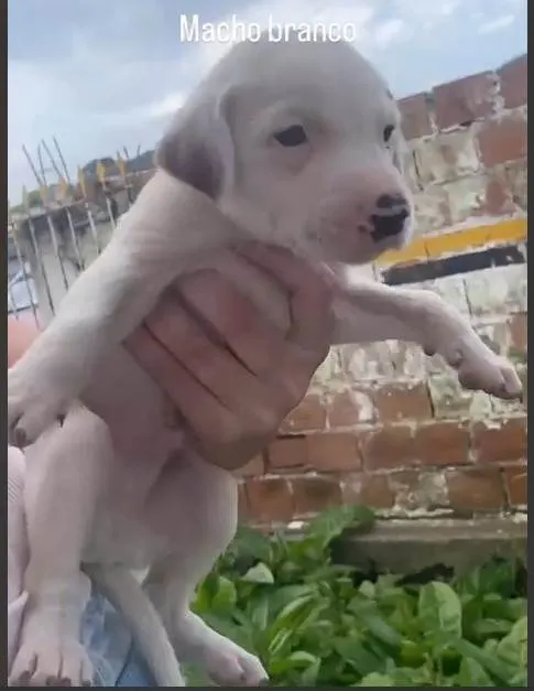 Cachorro ra a SRD-ViraLata idade Abaixo de 2 meses nome Cadu