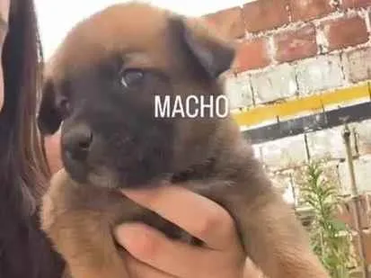 Cachorro ra a SRD-ViraLata idade Abaixo de 2 meses nome Bob