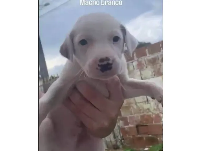 Cachorro ra a SRD-ViraLata idade Abaixo de 2 meses nome Cadu