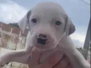 Cachorro raça SRD-ViraLata idade Abaixo de 2 meses nome Cadu